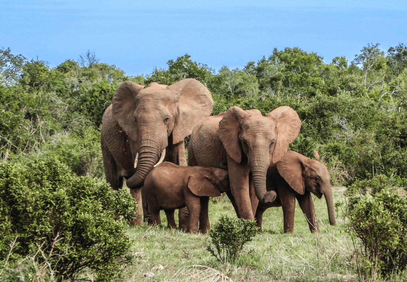 Elefantenfamilie, Elefanten, Bangladesch, Verbot, Wilderei, wilder Elefanten